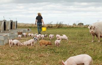 The field of pigs and piglets on Anna's Happy Trotters, in East Yorkshire