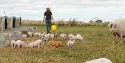 The field of pigs and piglets on Anna's Happy Trotters, in East Yorkshire