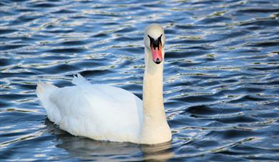 A mute swan gliding in the water, in East Yorkshire