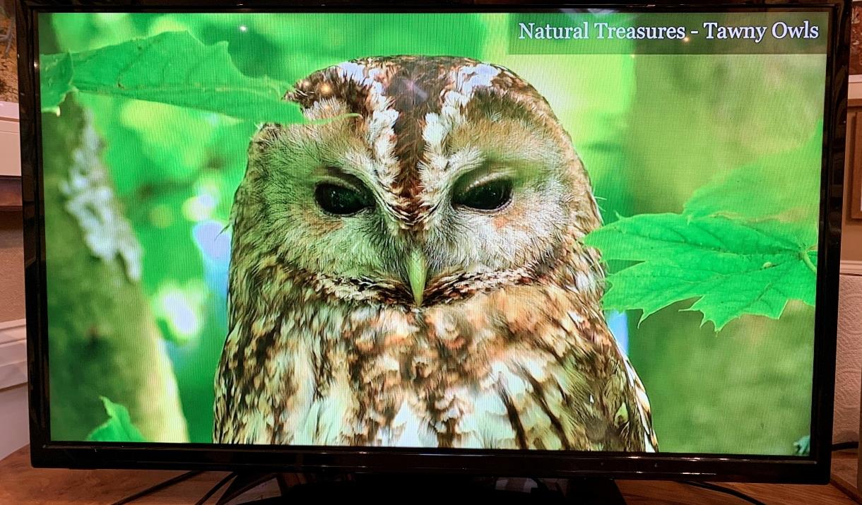 A Tawny Owl natural treasure on a tv screen at Robert Fuller Gallery, in East Yorkshire