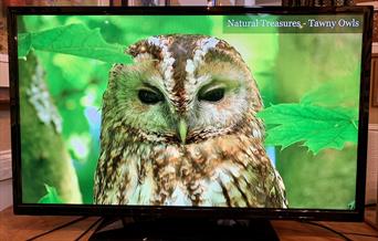 A Tawny Owl natural treasure on a tv screen at Robert Fuller Gallery, in East Yorkshire