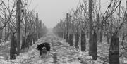Our helper in the snowy vineyards in winter, in East Yorkshire