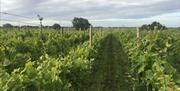 The vineyard at Laurel Vines Vineyard and Winery, Aike, East Yorkshire.