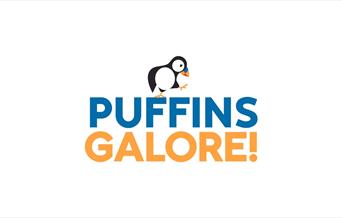Puffins galore in East Yorkshire