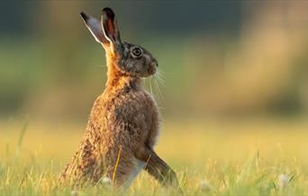 A brown hare sitting proudly in a field, East Yorkshire