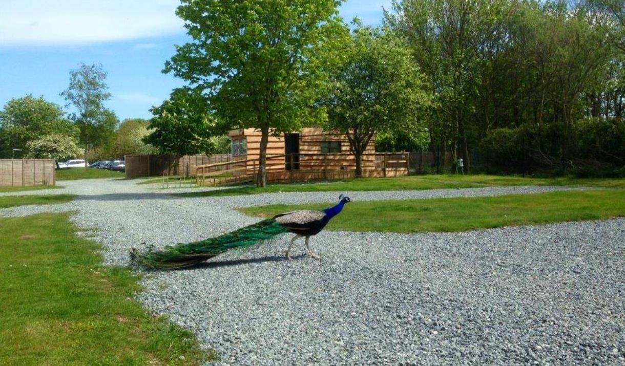A peacock wandering across the caravan pitches at Park Rose Caravan and Tents in East Yorkshire.