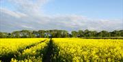 An rapeseed field at Charlie & Ivy's, Malton, North Yorkshire.