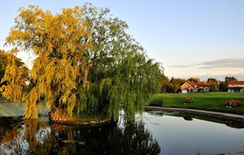 A willow tree at the edge of the village pond in Hutton Cranswick, East Yorkshire.