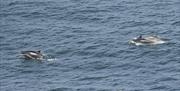 Dolphins swimming off RSPB Bempton Cliffs in East Yorkshire by Martin Jones-Gill