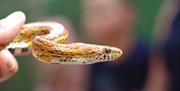 A snake at Bugtopia, Hornsea in East Yorkshire.