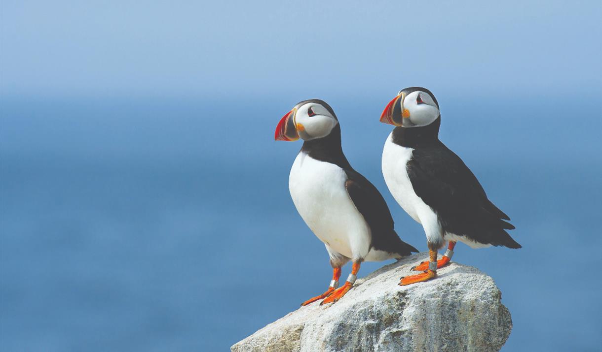 Puffins at Flamborough, East Yorkshire
Photo copyright Ray Hennessy