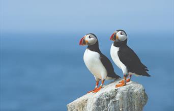 Puffins at Flamborough, East Yorkshire
Photo copyright Ray Hennessy
