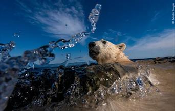 Ice bear as sea bear image from Wildlife Photographer of the year