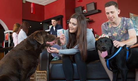 Dog Friendly B&Bs in Paignton