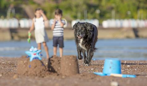 Enjoy dog friendly beaches on the English Riviera