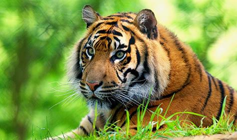 Animals & Wildlife