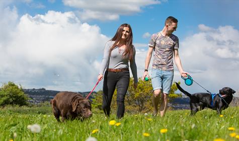 Dog Friendly B&Bs in Brixham