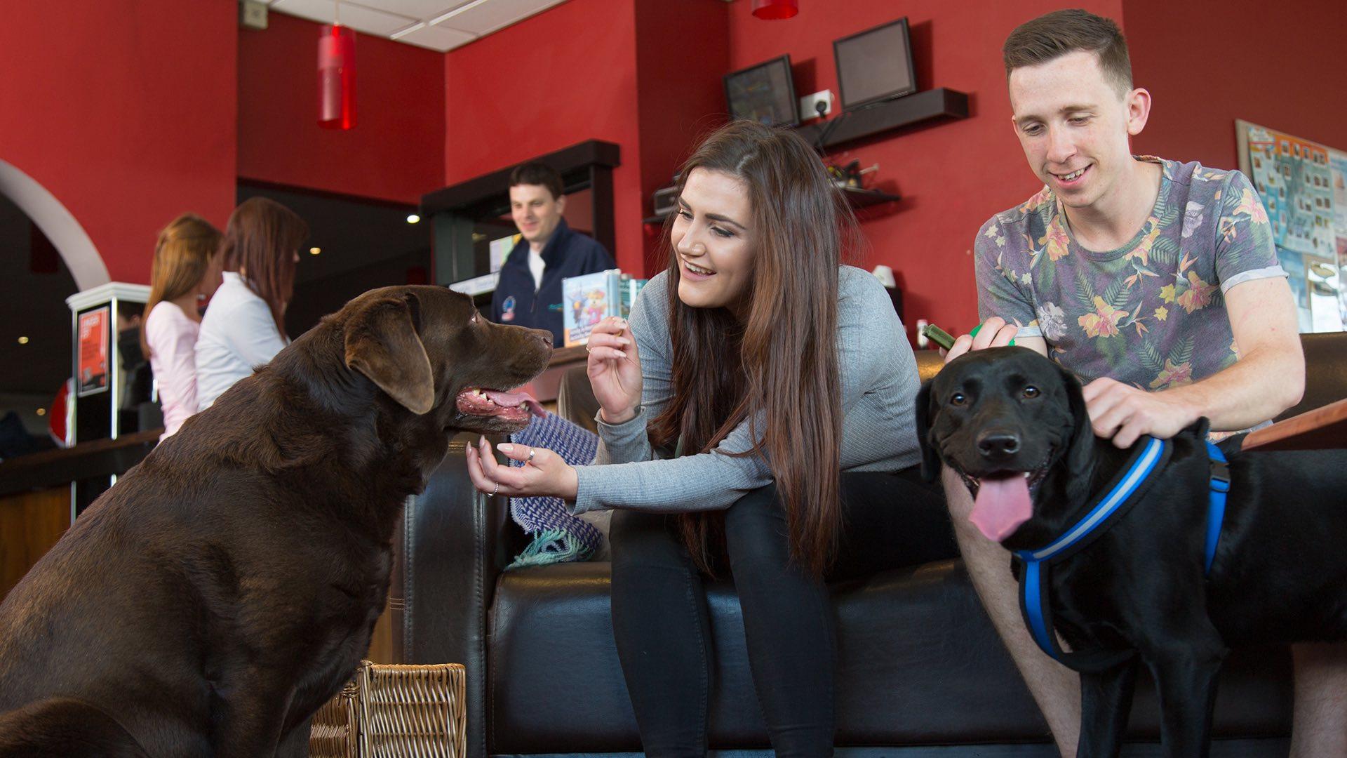 Are Dogs Allowed In Restaurants In Europe