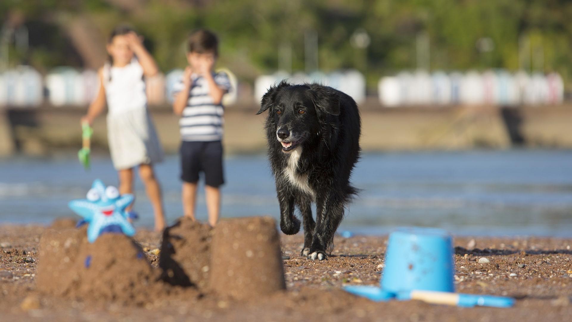 Dog Friendly Beaches Torquay, Paignton & Brixham English Riviera