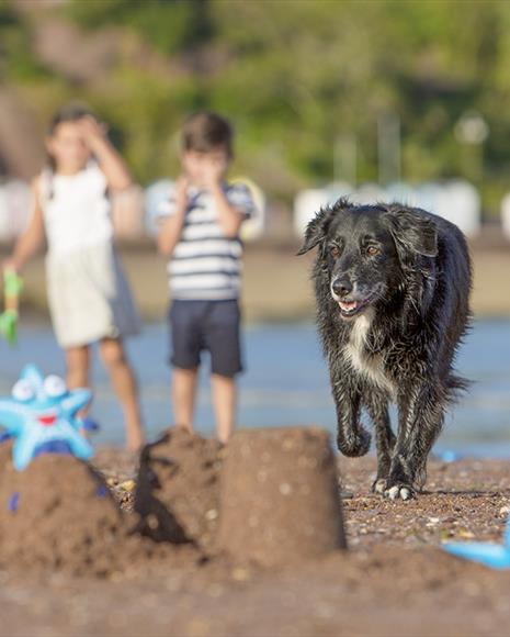 Enjoy dog friendly beaches on the English Riviera