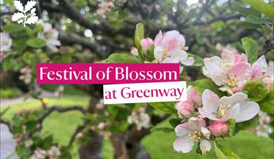 Pink blossom on a tree with text reading Festival of Blossom at Greenway National Trust