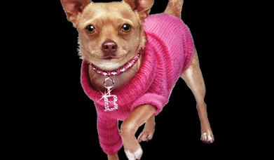 Dog from Legally Blonde Jr