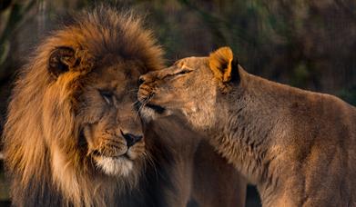 Lion and lioness, Paignton Zoo, Paignton, Devon