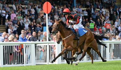 Horseracing at Newton Abbot Racecourse, Devon