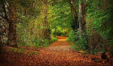 Occombe Valley Woods, Paignton, Devon