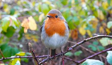 Cockington Evening Bird Walk, Torbay Coast and Countryside Trust