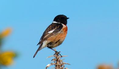 autumn birdwatch hopes nose