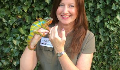 Frazoo Live Show: Remarkable Reptiles and Colossal Creepy-Crawlies, Torquay Museum