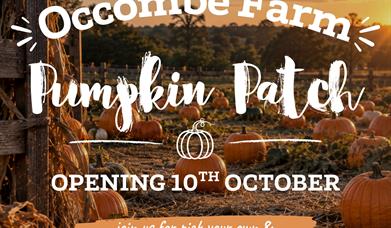 The Occombe Farm Pumpkin Patch