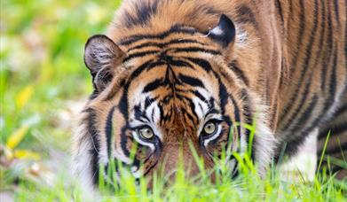 Sumatran Tiger, Paignton Zoo