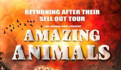 Amazing Animals
