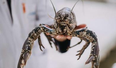 Brixham Fish Market Tour, Brixham, Devon