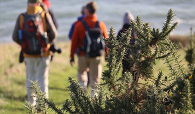 Group of walkers on the coast path, blurred sea behind and gorse in the forefront