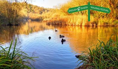 Birds on the water at Clennon Lakes, Paignton, at dusk