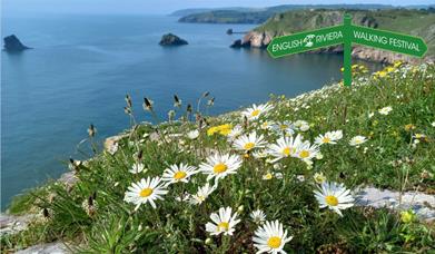 Daisies at Berry Head, Nature Ramble with a Ranger, English Riviera Walking Festival