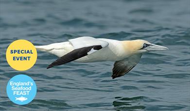 Seabirds and Seafood, Berry Head, part of England's Seafood FEAST