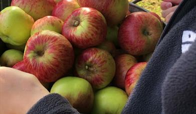 Apple Harvest, Occombe Farm