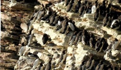 Torbay Coast and Countryside Trust - Spring migrants at Berry Head, Berry Head, Brixham, Devon