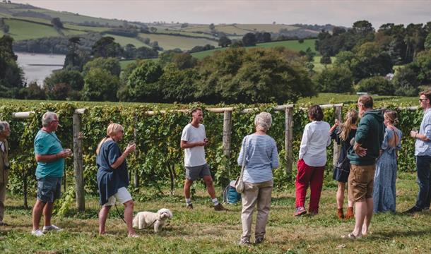 Vineyard Safari at Sandridge Barton in Stoke Gabriel, English Riviera