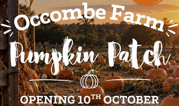 The Occombe Farm Pumpkin Patch