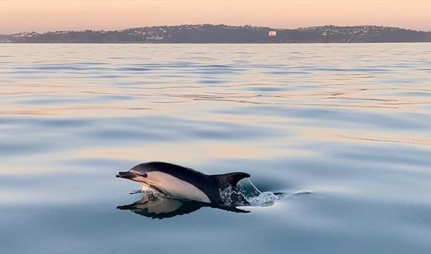 Torquay Watersports coastal wildlife boat tour - a dolphin surfaces in the waters of Tor Bay, English Riviera
