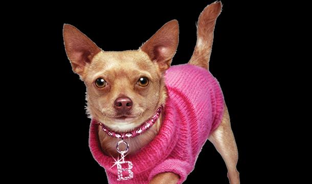Dog from Legally Blonde Jr