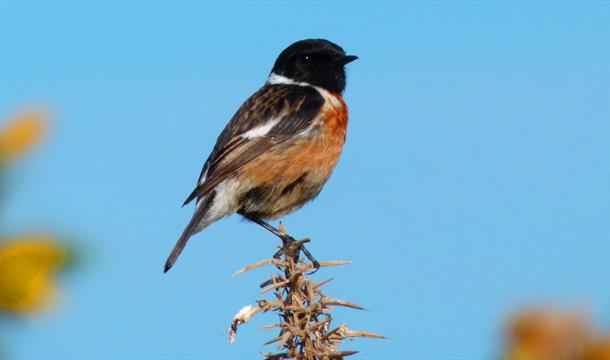 autumn birdwatch hopes nose