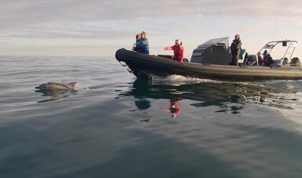Torquay Watersports coastal wildlife boat tour - a RIB boat at sea with passengers watching a dolphin swim ahead of the boat.