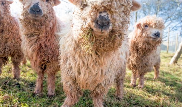 Sheep at Occombe Farm, Torbay Coast and Countryside Trust