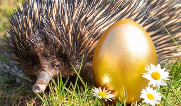 Golden Egg Hunt at Paignton Zoo